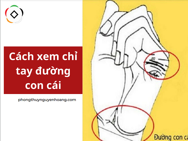 Cách xem chỉ tay đường con cái biết sau này sinh trai hay gái chuẩn xác