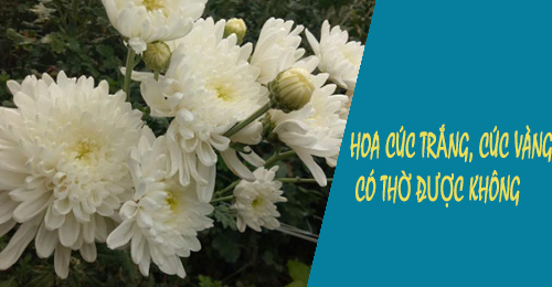 Hoa cúc trắng và cúc vàng – Đồ vật thờ cúng phổ biến trong gia đình Việt