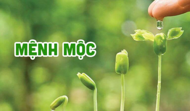 10 loại đá phong thủy khiến người mệnh Mộc thăng hoa với phúc lộc